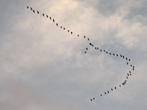 Newburgh,_Return_of_the_wild_geese_-_geograph.org.uk_-_1046952