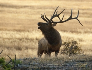 monster bull elk