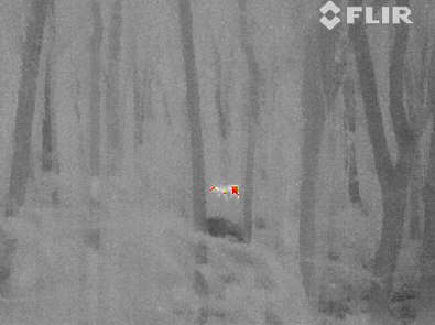 infrared elk