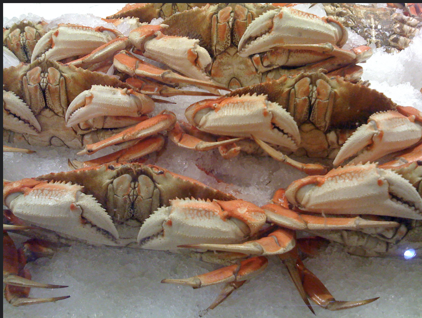 dungeness crab